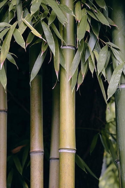 Bamboo background. Bio, eco, nature wallpaper