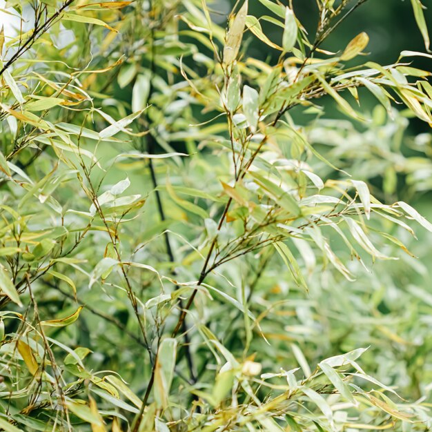 Bamboo background fresh leaves on tree as nature ecology and environment concept