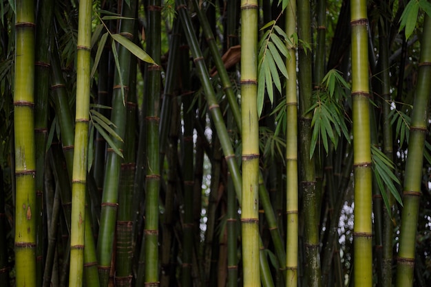 Bamboo background