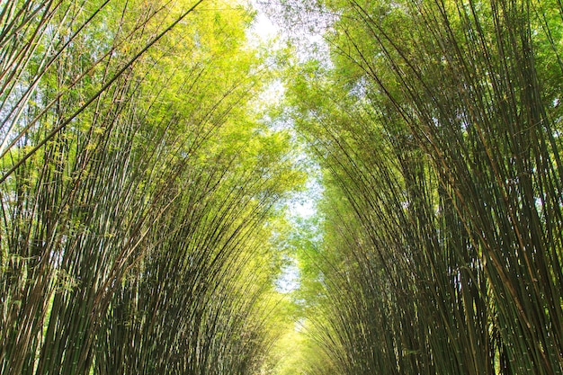 Bamboo background