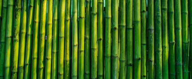 бамбуковый фон