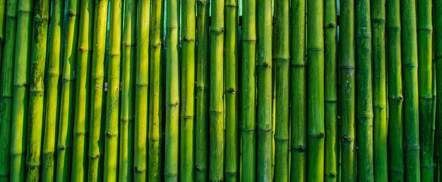 bamboo background