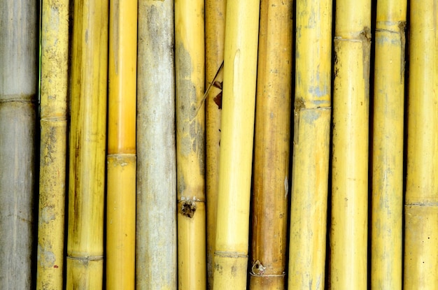 Bamboo Background