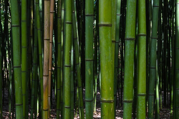 Bamboo bos.