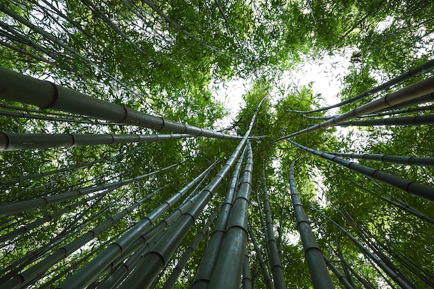 Bamboo Bos.