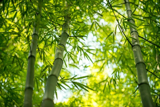 Bamboo branch