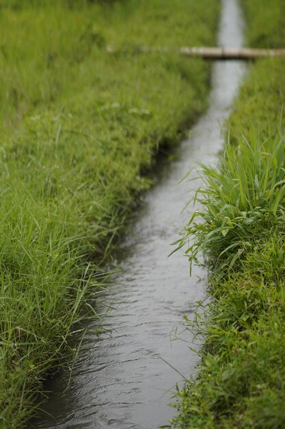 Photo a bamboo bridge between the grass and a small river below