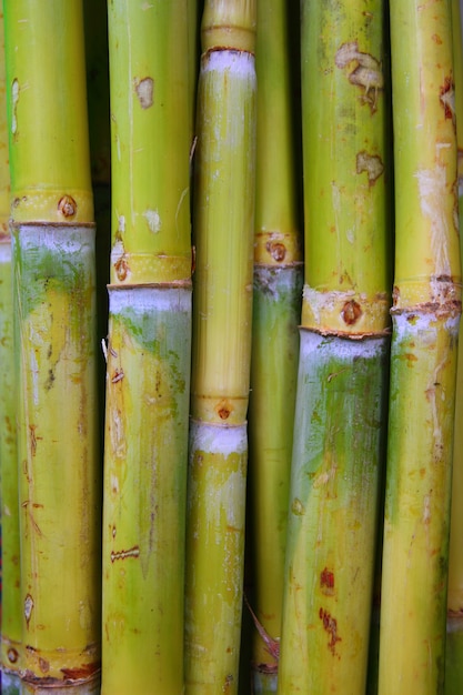 Bamboo cane food sugar green trunks