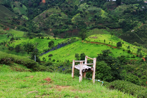 Bamboo chair on grass in Tea Plantation on the mountain 