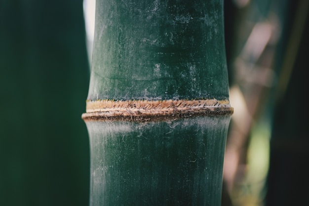 写真 タイの竹（dendrocalamus sericeus munro）の森