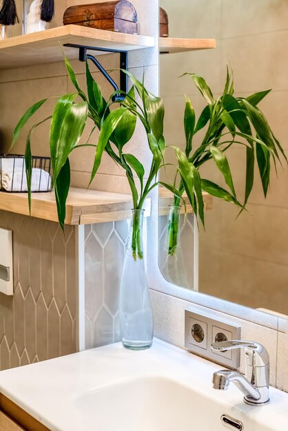 Bamboo or Dracaena sanderiana growing in the water as interior decor for bathroom