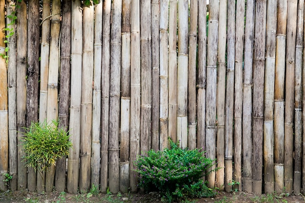 bamboo fences in rural areas and plant