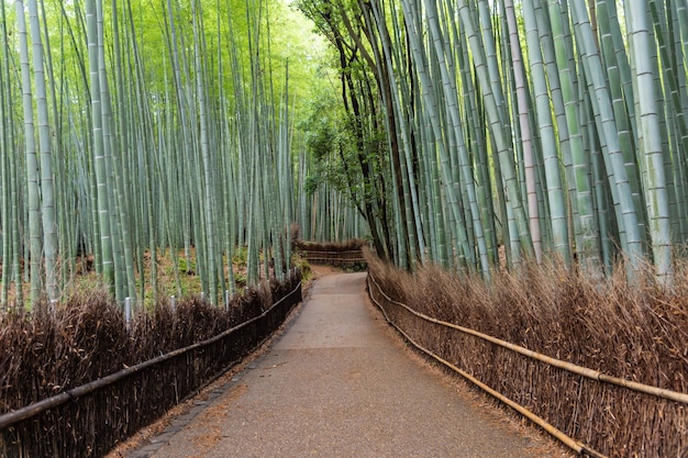 Foto foresta di bambù ad arashiyama, giappone