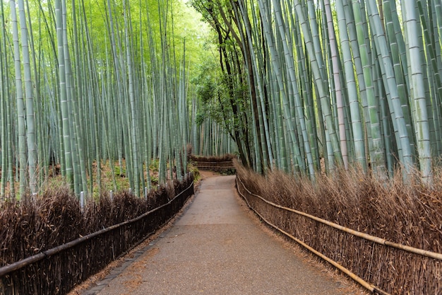 Bamboo forest in Arashiyama, Japan