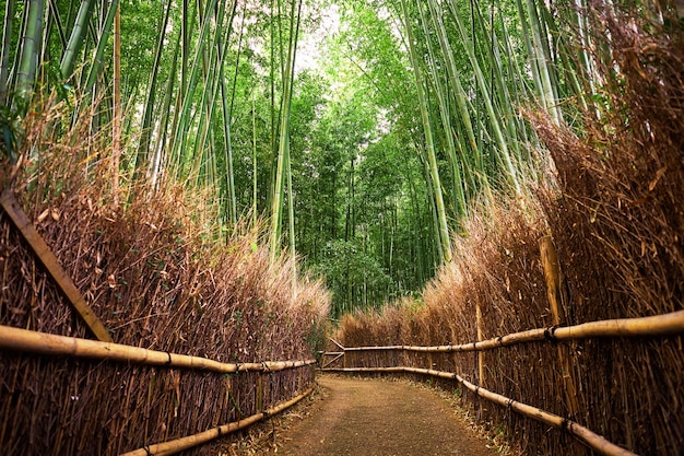 Foresta di bambù ad arashiyama, kyoto, giappone.