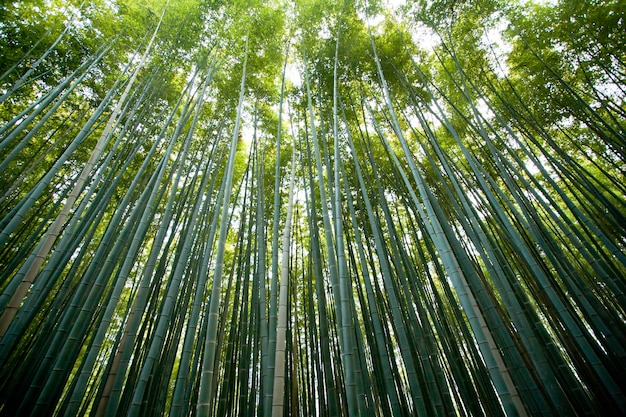 竹林、嵐山、京都