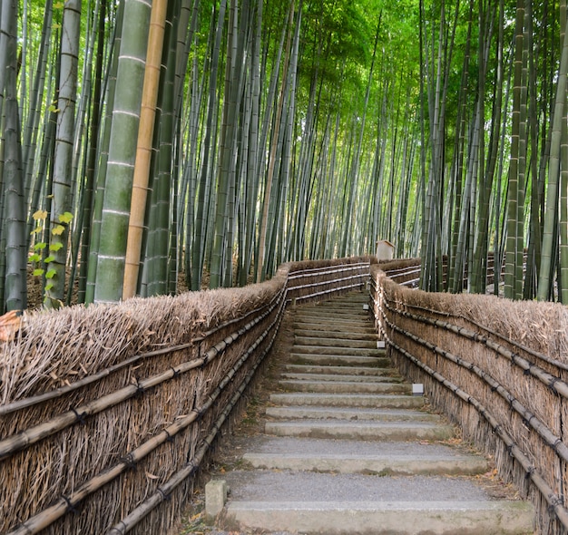 Photo bamboo forest in  arashiyama, kyoto, japan