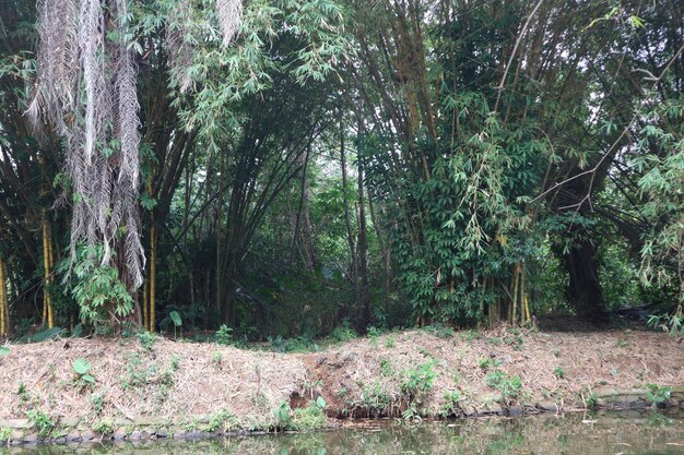 Bamboo forest around the river