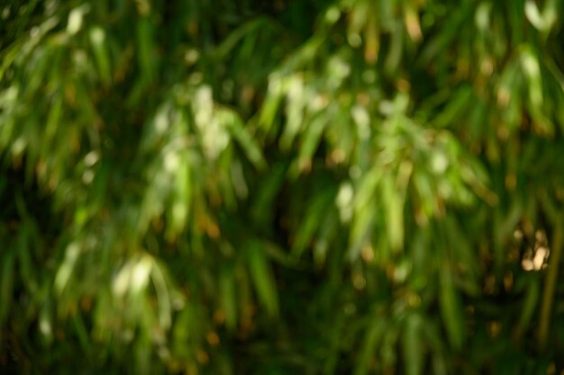 Бамбуковый лес как естественный размытый абстрактный фон Боке в природном лесу