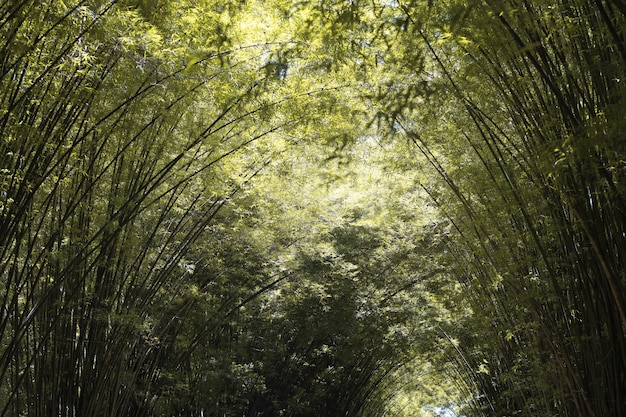 Foto la foresta di bambù nella stagione autunnale al parco naturale