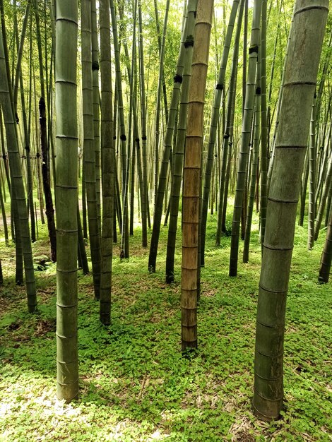 Photo bamboo forest background green growth