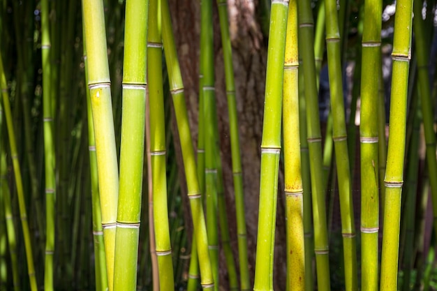 Sfondo foresta di bambù