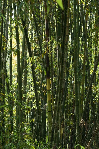 Бамбуковый лес Bambusoideae Bambuseae расположен в колумбийских горах в заповеднике кофейного региона.