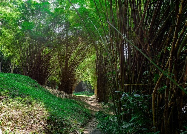 Бамбуковый лес и Красивый водопад в естественном