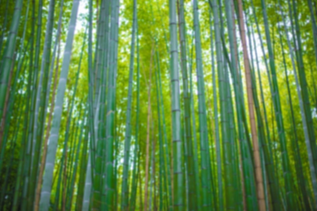 Bamboo forest blur for background.