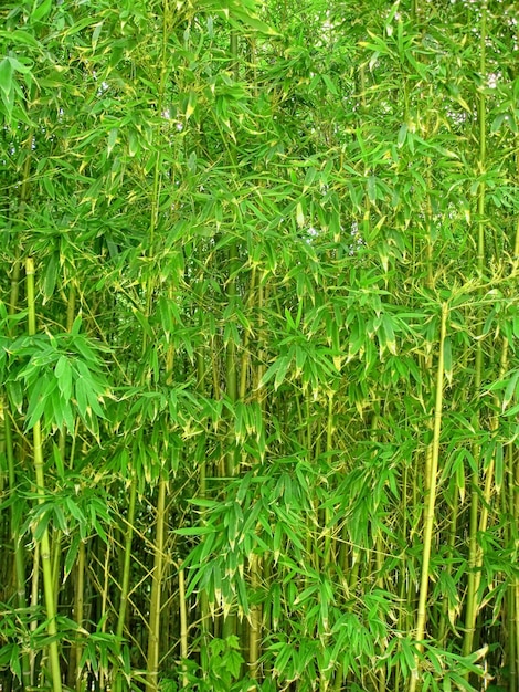 Bamboo forest close up