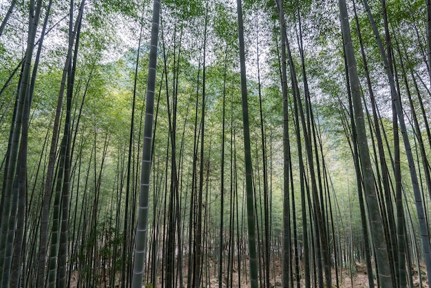 Бамбуковый лес в сельской местности полон прямых зеленых бамбуковых зарослей.