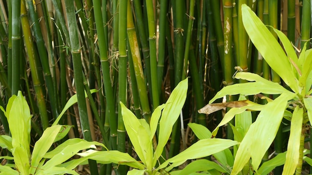 Bamboo forest exotic asian green trees in feng shui zen garden, japanese or chinese nature.