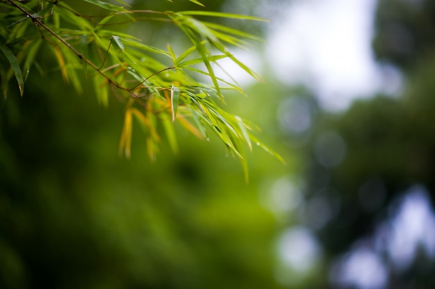 Bamboo forest green background Nature & Shade