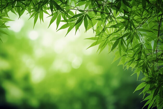 Bamboo Forest Growing Leaf Texture Frame