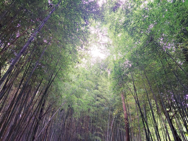 사진 숲 속의 대나무 숲