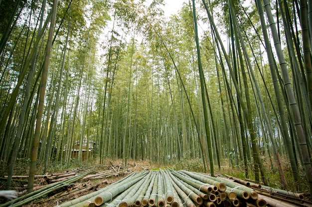 日本の竹林、嵐山、京都