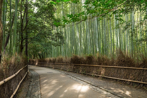 Bamboo forest in Japan