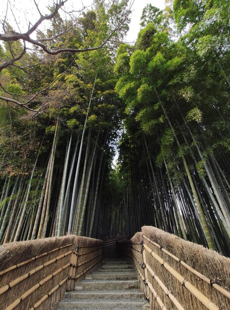 Photo bamboo forest in kyoto