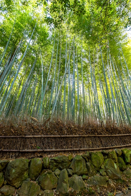 Бамбуковый лес, Киото