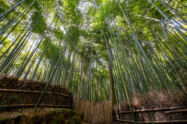 Foresta di bambù, kyoto