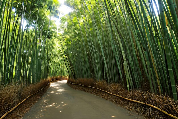 Photo bamboo forest maui