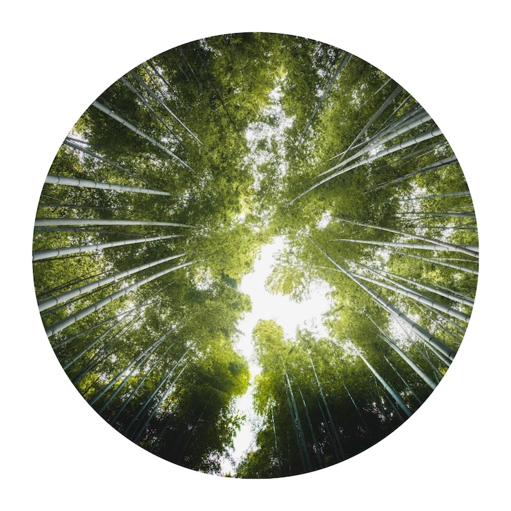 Photo bamboo forest png circle badge element transparent background