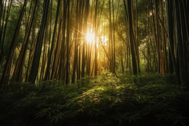 Bamboo Forest Tijdens het gouden uur vlak voor zonsondergang