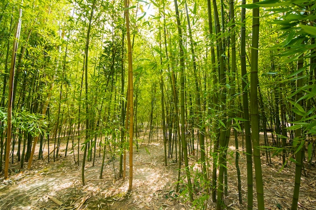 春の緑の色の背景に竹林の木