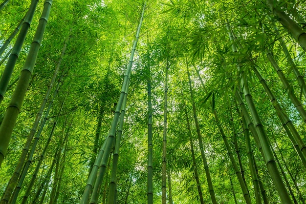 照片竹林壁纸