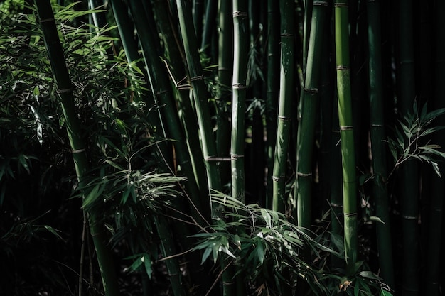 Bamboo forest with a black background