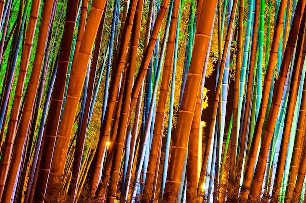 Bamboo forest with colorful illumination at night