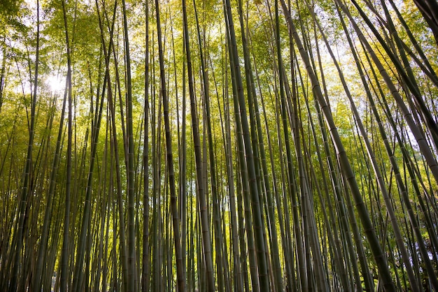Bamboo forest with green plants growing in Japan