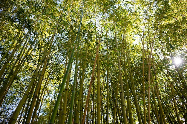 Foto foresta di bambù con piante verdi in giappone