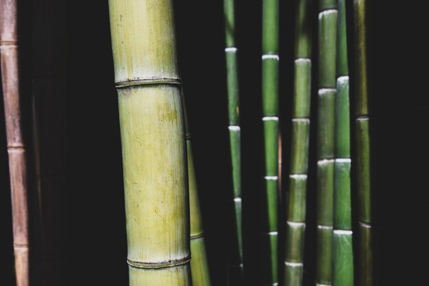 Bamboo forest with high plants and beauty of nature canes Save the planet and care plants concept Japanese garden design and Zen concept Nature backdrop Focus on left cane in foreground